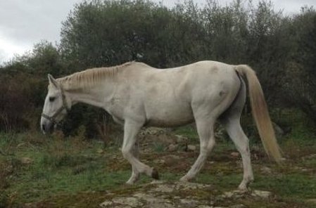 Ribellu