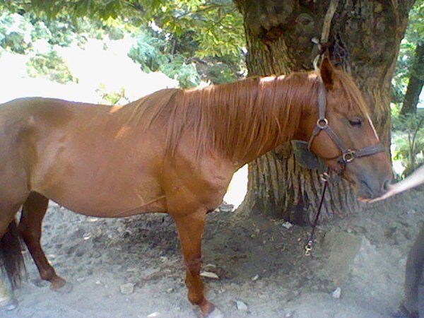 Scioltu