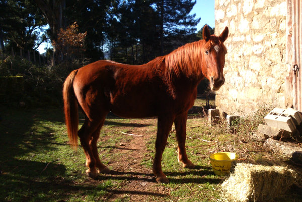 Sire de Morchies