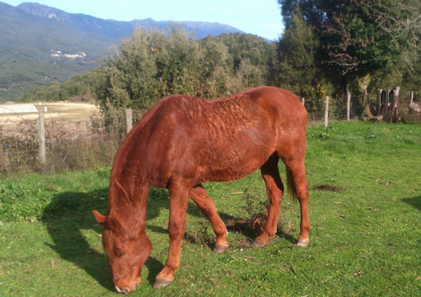Sire de Morchies