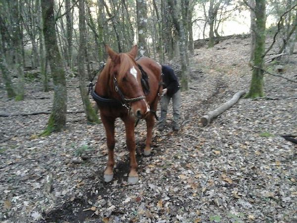 Sire de Morchies