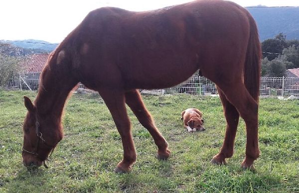 Sire de Morchies