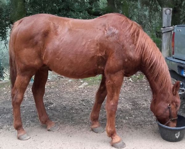Sire de Morchies