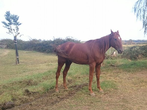 Sire de Morchies
