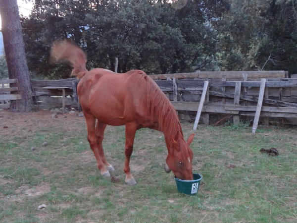 Sire de Morchies