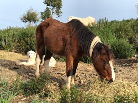 Yakari