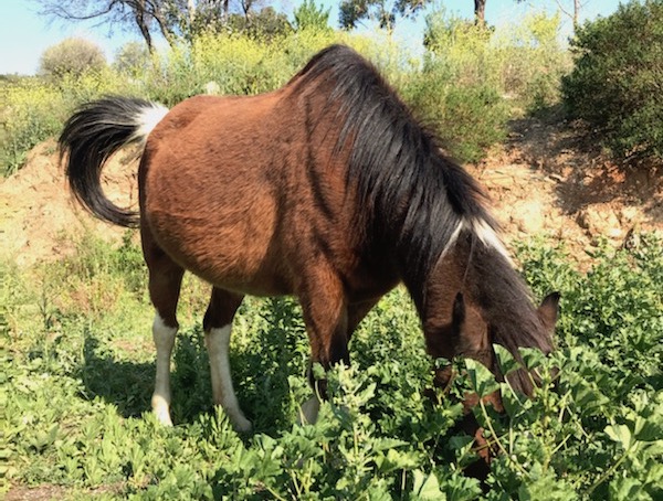 Yakari